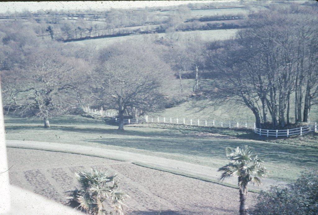 1971 Le Bigard et l'araucaria (1)