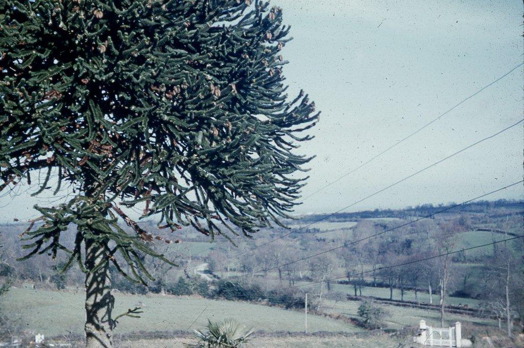 1971 Le Bigard et l'araucaria (3)